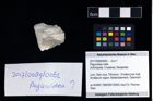 Foto (Objekt + Etikett) von Paguroidea indet.  (NHMW-GEO-2017-0089-0062)